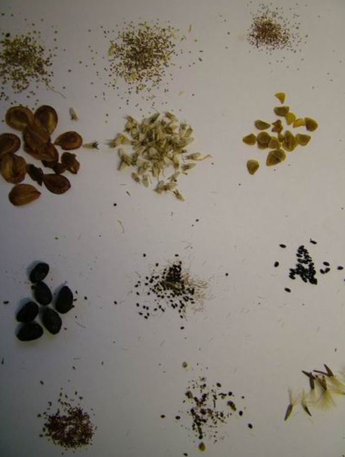 Scottish Rock Garden Club - Seed Sowing (Add)